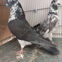 کبوتر کفتر ۵ جفت عالی