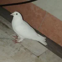 کبوتر نر|پرنده|قم, چهل درخت‎|دیوار