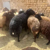 فروش قوچ و میش هترو و معمولی