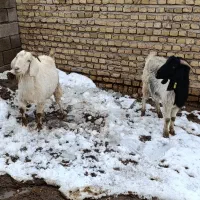 فروش|حیوانات مزرعه|زاوه, |دیوار