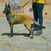 سگ مالینویز نر