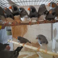 فنچ نروماده مولد لپ سیاه و زبرا