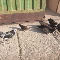 مرغ و خروس گلین با 12 تا جوجه