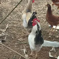 مرغ خروس کبوتر|حیوانات مزرعه|کاکی, |دیوار