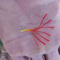 فروش زعفران مستقیم از کشاورز