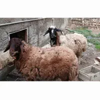 فروش گوسفند نر و ماده