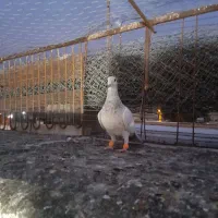 نر کوهی کاکولی|پرنده|شوشتر, |دیوار