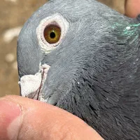 کبوتر مسافتی