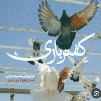 یک عدد جوجه کفتر گمشده