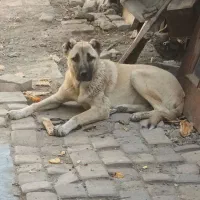 توله سگ سرابی ماده ۷ماهه