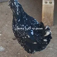 تخم مرغ نطفه دار گلین|حیوانات مزرعه|شاهین‌شهر, خانه کارگر|دیوار