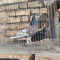 خوشرنگ یال افشون چاپی،طوقی همدانی|پرنده|لنجان, |دیوار