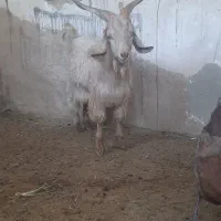 بزغاله دو رگ سانن یک ساله