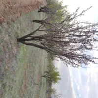 زمین 1000 متری باغ بادامی|فروش زمین و ملک کلنگی|شیراز, کودیان|دیوار