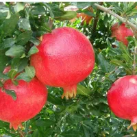انار شیرین و ترک خورده مخصوص آبگیری