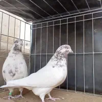 کبوتر|پرنده|تهران, امیریه|دیوار