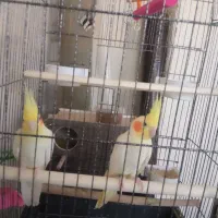 عروس هلندی مولد