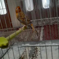 قناری نر شل سفت|پرنده|شاهین‌شهر, گزبرخوار|دیوار