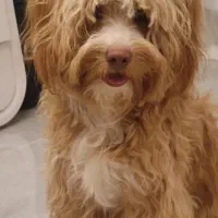 واگذاری شیتزو پودل