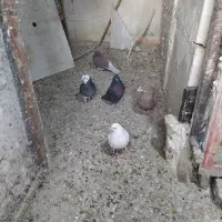 کفتر 24 عدد جوان|پرنده|فردیس, فردیس|دیوار