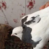 پرنده|پرنده|زرند, |دیوار