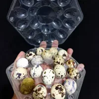 تخم  بلدرچین ارسال رایگان