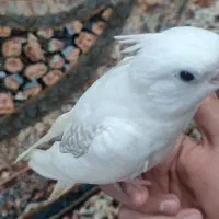 عروس هلندی گمشده