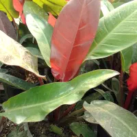 گل طبیعی فیلو ردسان، سطل ۴|گل و گیاه طبیعی|بابل, |دیوار