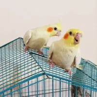 فروش عروس هلندی دستی با طوطی برزیلی دستی|پرنده|عسلویه, |دیوار