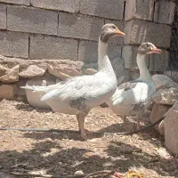 دو عدد غاز