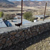 فروش جوجه لاری|حیوانات مزرعه|مریوان, |دیوار