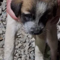 واگذاری نگهبان|سگ|گرگان, |دیوار