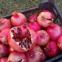 فروش انار قرمز