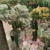 اجاره گلخانه و فروش یکجای گیاهان|اجارهٔ دفتر صنعتی، کشاورزی، تجاری|کرج, نوروزآباد|دیوار