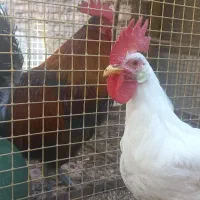 خروس