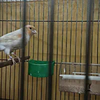 قناری|پرنده|اصفهان, الهیه|دیوار