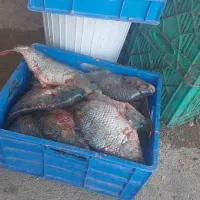 ماهی تازه و زنده تیلاپیا خوشمزهترین ماهی موجود|ماهی|شاهرود, |دیوار
