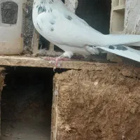 کفتر ماده
