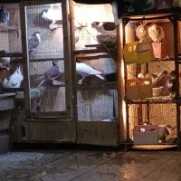 کفتر کبوتر رنگه کله ساده چپ راست خال دم .سبز .پلنگ