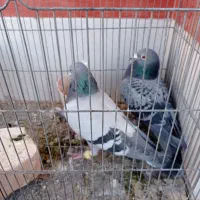 کبوتر|پرنده|شاهین‌شهر, گزبرخوار|دیوار