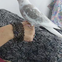 طوطی عروس آلبینو نر