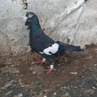 پرنده|پرنده|سعدآباد, |دیوار