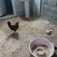 فروش مرغ محلی اصیل تخم گذار|حیوانات مزرعه|لامرد, |دیوار