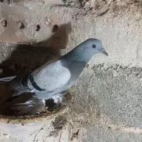 کبوتر گمشده