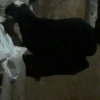 برهقوچافشاربهشرتپرشب|حیوانات مزرعه|پیشخور, |دیوار