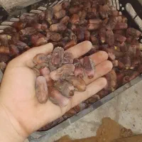 مجول|خوردنی و آشامیدنی|اهواز, شهرک توسعه نیشکر|دیوار