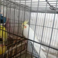 عروس هلندی ومرغ عشق