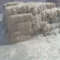 فروش پخل گاو