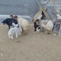 گوسفند بابره