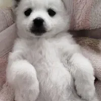 توله سگ نژاد شیتزو